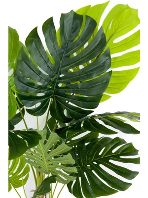 Monstera Ağacı 150CM Geoit Hasır Saksıda