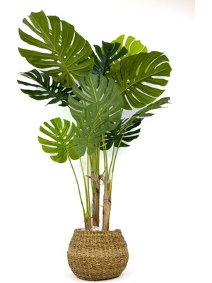 Monstera Ağacı 150CM Geoit Hasır Saksıda