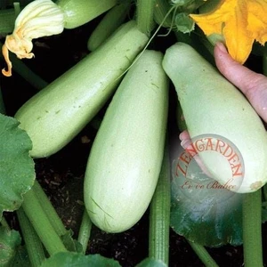 Kolsuz Sakız Kabağı Kabak Tohumu Cucurbita Pepo