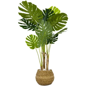 Monstera Ağacı 150CM Geoit Hasır Saksıda