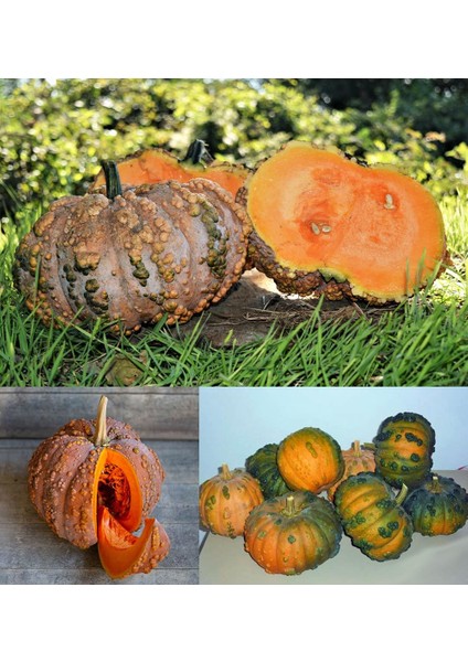 Musquee De Maroc Balkabağı Tohumu Winter Squash fiyatları