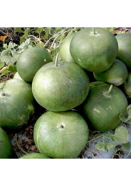 Gülle Su Kabağı Tohumu Bushel Basket Gourd Sepet Yapımında Kullanılır