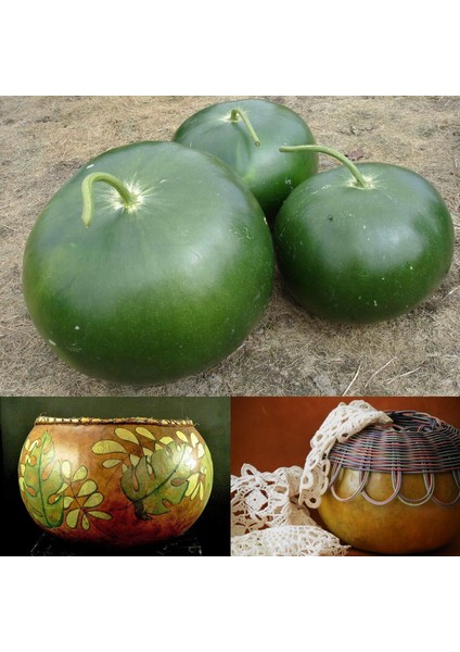 Gülle Su Kabağı Tohumu Bushel Basket Gourd Sepet Yapımında Kullanılır