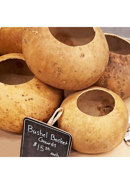 Gülle Su Kabağı Tohumu Bushel Basket Gourd Sepet Yapımında Kullanılır