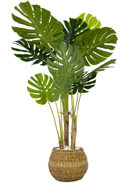 Monstera Ağacı 150CM Geoit Hasır Saksıda