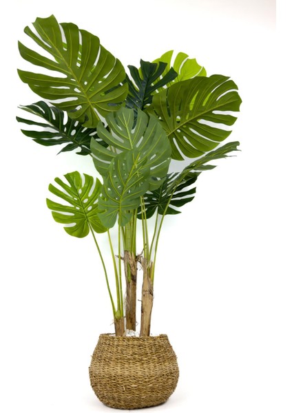 Monstera Ağacı 150CM Geoit Hasır Saksıda