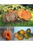 Musquee De Maroc Balkabağı Tohumu Winter Squash 2