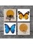 Minimalist, Kelebek Taş Bardak Altlığı Masaüstü Koruyucu Altlık 4 Parça Set 10x10cm Stone Coasters SC312 3