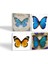 Kelebek Taş Bardak Altlığı Masaüstü Koruyucu Altlık 4 Parça Set 10x10cm Stone Coasters SC169 2
