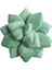 Etli Yastık Succulents Kaktüs Yastık Bahçe Veya Yeşil Aşıklar Veya Yatak Odası Ev Dekorasyonu Için Sevimli Succulents (Yurt Dışından) 1
