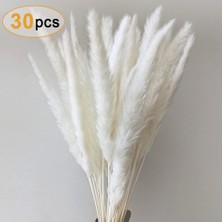 Breeze Esinti Pampas Otu, Doğal Pampas Otu Kurutulmuş Pampas Otu Phragmites Kurutulmuş Çiçek (Yurt Dışından)