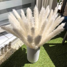 Breeze Esinti Pampas Otu, Doğal Pampas Otu Kurutulmuş Pampas Otu Phragmites Kurutulmuş Çiçek (Yurt Dışından)