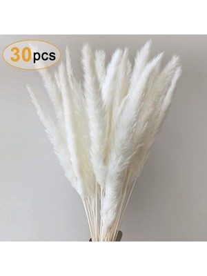 Breeze Esinti Pampas Otu, Doğal Pampas Otu Kurutulmuş Pampas Otu Phragmites Kurutulmuş Çiçek (Yurt Dışından)