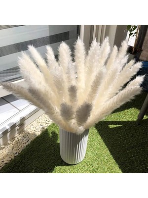 Breeze Esinti Pampas Otu, Doğal Pampas Otu Kurutulmuş Pampas Otu Phragmites Kurutulmuş Çiçek (Yurt Dışından)