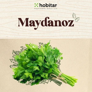Hobitar Maydanoz Tohumu