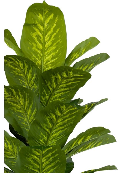 Difenbahya 170CM Metal Siyah Gold Darbuka Saksıda modelleri