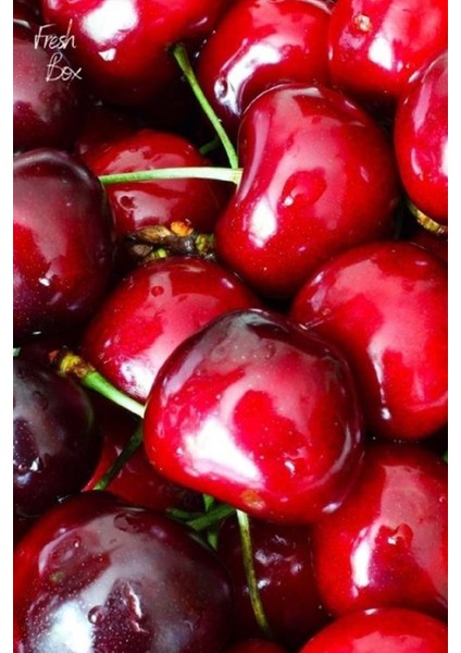 ( 6 Adet ) Aşılı Napolyon Kiraz Fidanı 3 Yaş