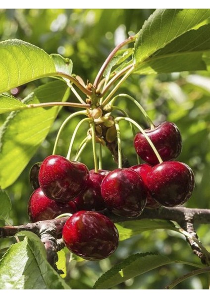 ( 6 Adet ) Aşılı Napolyon Kiraz Fidanı 3 Yaş fiyatları