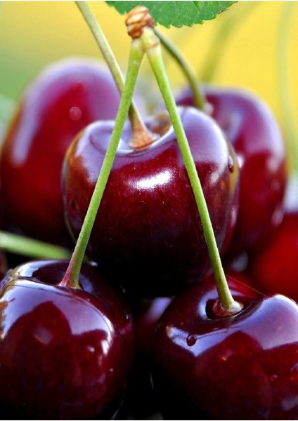 ( 6 Adet ) Aşılı Napolyon Kiraz Fidanı 3 Yaş fırsatları