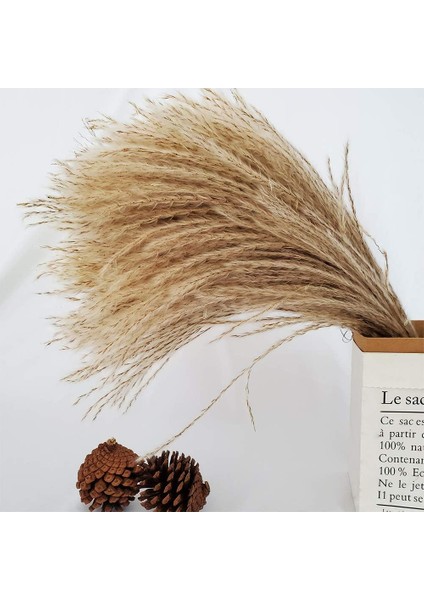 Esinti 60 Adet Doğal Kurutulmuş Pampas Çim Kamış Çim Bayrakları Kurutulmuş Çiçekler (Yurt Dışından)