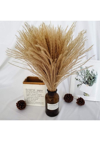 Esinti 60 Adet Doğal Kurutulmuş Pampas Çim Kamış Çim Bayrakları Kurutulmuş Çiçekler (Yurt Dışından)