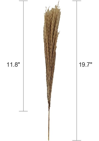 Esinti 60 Adet Doğal Kurutulmuş Pampas Çim Kamış Çim Bayrakları Kurutulmuş Çiçekler (Yurt Dışından)