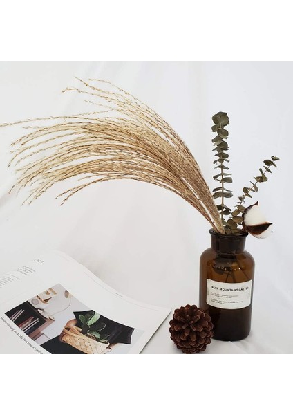 Esinti 60 Adet Doğal Kurutulmuş Pampas Çim Kamış Çim Bayrakları Kurutulmuş Çiçekler (Yurt Dışından)