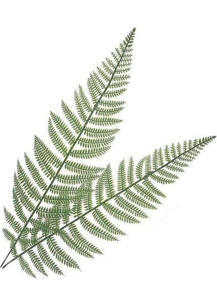Esinti Isıtıcı 10 Adet Yapay Boston Fern Çalı Bitki Yapay Yapraklar Yeşil Bitki (Yurt Dışından)