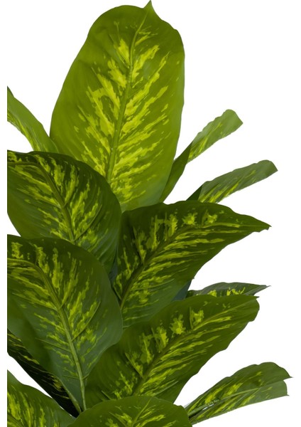 Difenbahya Ağacı 160CM Siyah Gold Metal Saksıda fiyatları