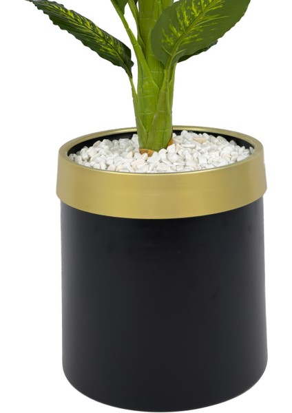 Difenbahya Ağacı 160CM Siyah Gold Metal Saksıda modelleri