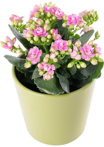 Kalanşo Pembe - Çiçekli Bitki Pembe Kalanchoe