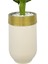 Difenbahya 170CM Metal Krem Gold Darbuka Saksıda 3