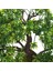 Ofis/Pencere Pervazına/Bahçeye Yönelik Breeze Bonsai Yapay Çam Bitkisi (Yurt Dışından) 4