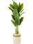 Muz Ağacı 200CM Krem Gold Metal Saksıda 1
