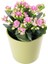 Kalanşo Pembe - Çiçekli Bitki Pembe Kalanchoe 1