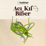 Genta Hobitar Acı Kıl Biber Tohumu