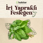 Genta Hobitar Iri Yapraklı Fesleğen Tohumu