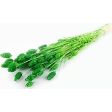 Hidden Botanics   Kuru Çiçek Palaris Kuş Otu Çimen Yeşili Kafa Sayısı:55-60