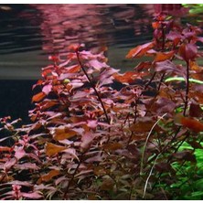 Özden Aquatics 1 Saksı Ludwigia Mini Super Red Canlı Akvaryum Bitkisi