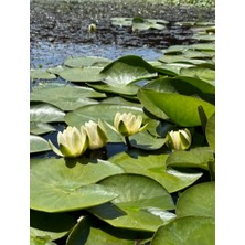 Özden Aquatics Canlı Nilüfer, Gölet ve Havuz Bitkisi Beyaz Çiçekli Nymphaea Lotus