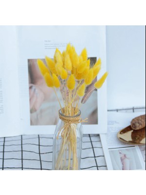 Hidden Botanics Kuru Çiçek Pamuk Otu (Yerli) Sarı Lagurus  40 Dal​