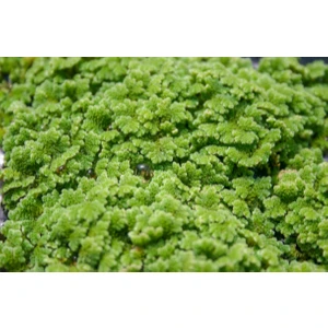 Özden Aquatics 1 Kap Azolla Caroliniana (Su Üstü) Canlı Akvaryum Bitkisi