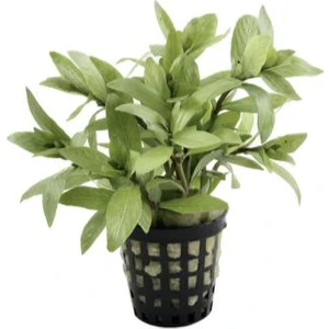 Özden Aquatics 1 Saksı Hygrophila Rosanervis Canlı Akvaryum Bitkisi