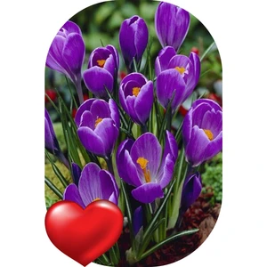 Net Tarım 40 Adet Safranbolu Safran Soğanı