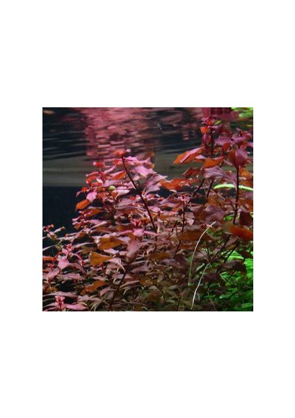 Özden Aquatics 1 Saksı Ludwigia Mini Super Red Canlı Akvaryum Bitkisi