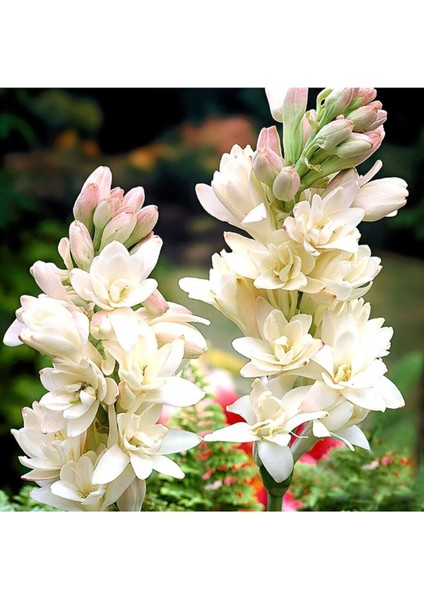 Net Tarım 3 Adet Sümbül Teber Katlı Mis Kokulu Beyaz