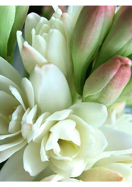 Net Tarım 3 Adet Sümbül Teber Katlı Mis Kokulu Beyaz modelleri