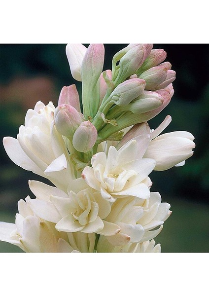 Net Tarım 3 Adet Sümbül Teber Katlı Mis Kokulu Beyaz fırsatları