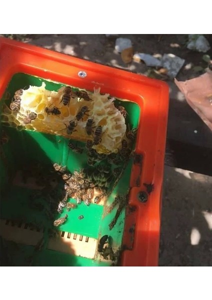 Plastik Ana Arı Çiftleştirme Kutusu 3 Çerçeveli 02500