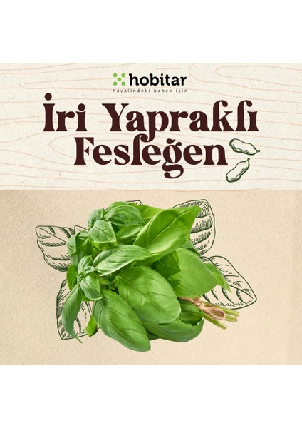 Hobitar Iri Yapraklı Fesleğen Tohumu